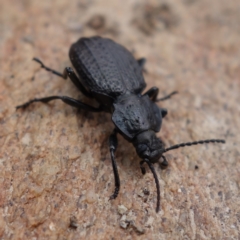 Adelium angulicolle at Gundaroo, NSW - 30 Jun 2023