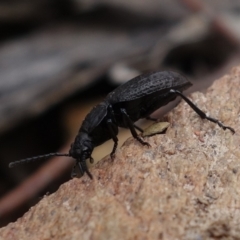 Adelium angulicolle at Gundaroo, NSW - 30 Jun 2023 12:41 PM