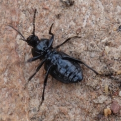 Adelium angulicolle at Gundaroo, NSW - 30 Jun 2023