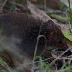 Antechinus mimetes mimetes (Dusky Antechinus) at Tidbinbilla Nature Reserve - 10 Sep 2023 by regeraghty