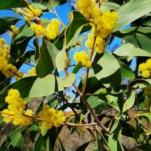 Acacia pycnantha at Coree, ACT - 7 Sep 2023