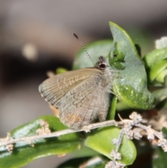 Unidentified Blue or Copper (Lycaenidae) at Guerilla Bay, NSW - 11 Sep 2023 by LisaH