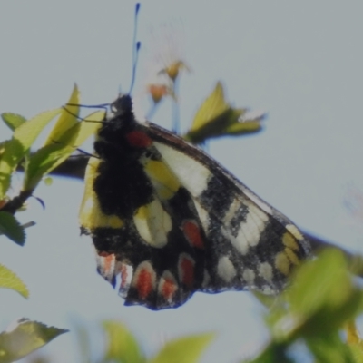 Delias aganippe (Spotted Jezebel) at National Arboretum Woodland - 11 Sep 2023 by JohnBundock