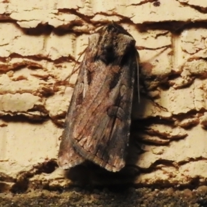 Agrotis munda at Wanniassa, ACT - 11 Sep 2023