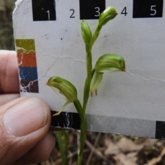 Bunochilus montanus (ACT) = Pterostylis jonesii (NSW) (Montane Leafy Greenhood) at Paddys River, ACT - 11 Sep 2023 by JohnBundock