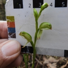 Bunochilus montanus (Montane Leafy Greenhood) at Paddys River, ACT - 11 Sep 2023 by JohnBundock