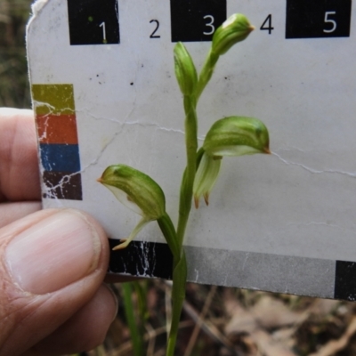 Bunochilus montanus (ACT) = Pterostylis jonesii (NSW) (Montane Leafy Greenhood) at Paddys River, ACT - 11 Sep 2023 by JohnBundock