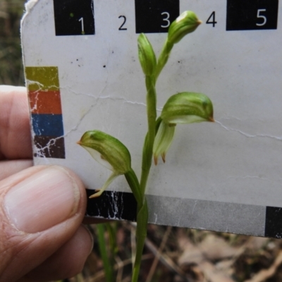 Bunochilus montanus (Montane Leafy Greenhood) at Paddys River, ACT - 11 Sep 2023 by JohnBundock