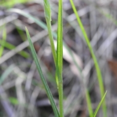 Bunochilus montanus (ACT) = Pterostylis jonesii (NSW) at Paddys River, ACT - suppressed