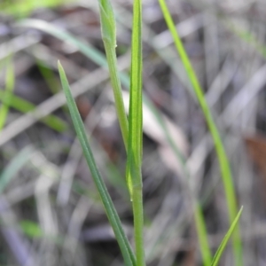 Bunochilus montanus (ACT) = Pterostylis jonesii (NSW) at Paddys River, ACT - suppressed