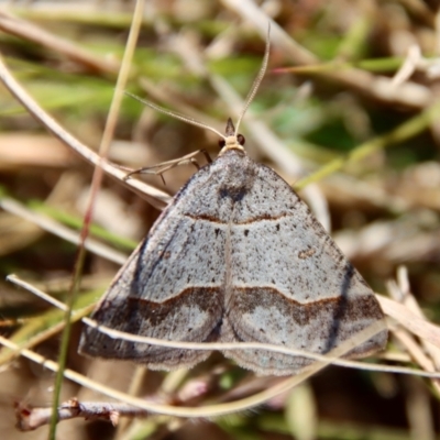 Antasia flavicapitata (Yellow-headed Heath Moth) at Mongarlowe River - 11 Sep 2023 by LisaH