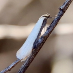 Philobota xiphostola at Mongarlowe, NSW - 11 Sep 2023 by LisaH