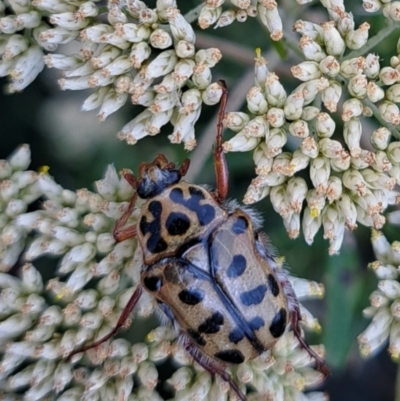 Neorrhina punctatum (Spotted flower chafer) at Rendezvous Creek, ACT - 13 Mar 2023 by Satine