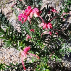 Grevillea lanigera (Woolly Grevillea) at Coree, ACT - 7 Sep 2023 by cec