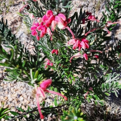 Grevillea lanigera (Woolly Grevillea) at Coree, ACT - 7 Sep 2023 by cec