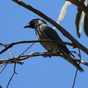 Coracina novaehollandiae at Watson, ACT - 11 Sep 2023