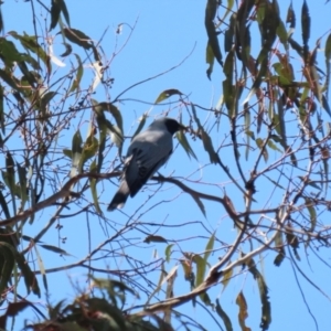 Coracina novaehollandiae at Watson, ACT - 11 Sep 2023