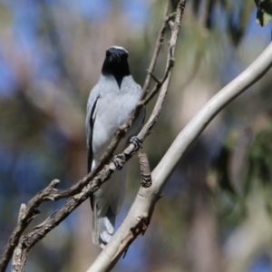 Coracina novaehollandiae at Watson, ACT - 11 Sep 2023