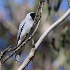 Coracina novaehollandiae at Watson, ACT - 11 Sep 2023