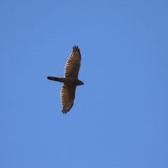 Accipiter fasciatus (Brown Goshawk) at Mount Majura - 11 Sep 2023 by RodDeb