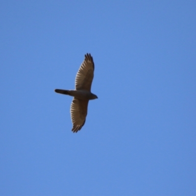 Tachyspiza fasciata (Brown Goshawk) at Watson, ACT - 11 Sep 2023 by RodDeb