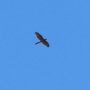 Accipiter fasciatus at Watson, ACT - 11 Sep 2023