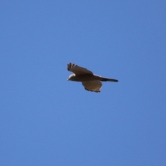 Accipiter fasciatus at Watson, ACT - 11 Sep 2023