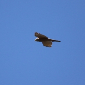 Accipiter fasciatus at Watson, ACT - 11 Sep 2023