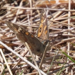 Junonia villida (Meadow Argus) at Mount Majura - 11 Sep 2023 by RodDeb