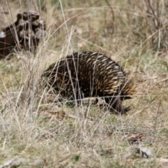 Tachyglossus aculeatus (Short-beaked Echidna) at Watson, ACT - 11 Sep 2023 by RodDeb