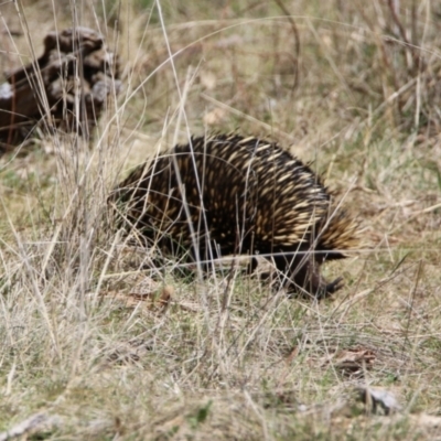 Tachyglossus aculeatus (Short-beaked Echidna) at Mount Majura - 11 Sep 2023 by RodDeb