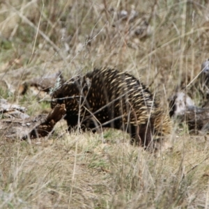 Tachyglossus aculeatus at Watson, ACT - 11 Sep 2023