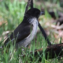 Cracticus torquatus (Grey Butcherbird) at Mount Majura - 11 Sep 2023 by RodDeb
