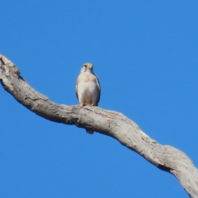 Falco cenchroides (Nankeen Kestrel) at Watson, ACT - 11 Sep 2023 by RodDeb