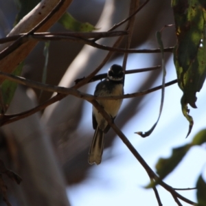 Rhipidura albiscapa at Watson, ACT - 11 Sep 2023 12:13 PM