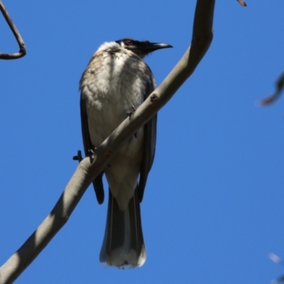 Philemon corniculatus (Noisy Friarbird) at Mount Majura - 11 Sep 2023 by RodDeb
