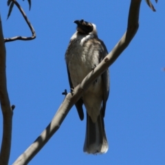 Philemon corniculatus at Watson, ACT - 11 Sep 2023