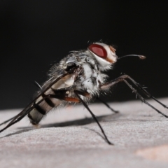 Unidentified True fly (Diptera) at Wellington Point, QLD - 11 Sep 2023 by TimL