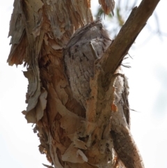 Podargus strigoides (Tawny Frogmouth) at Ormiston, QLD - 11 Sep 2023 by TimL