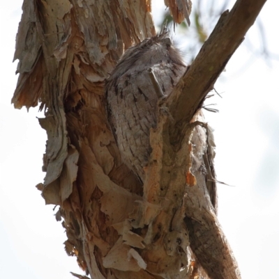 Podargus strigoides (Tawny Frogmouth) at Ormiston, QLD - 11 Sep 2023 by TimL