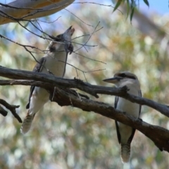 Dacelo novaeguineae (Laughing Kookaburra) at Capalaba, QLD - 23 Aug 2023 by TimL