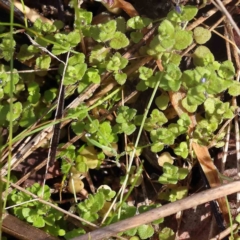 Veronica persica (Creeping Speedwell) at Acton, ACT - 31 Aug 2023 by ConBoekel