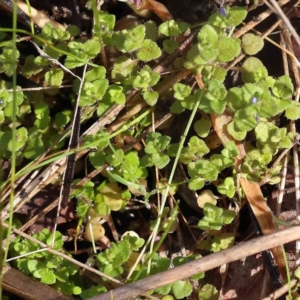 Veronica persica at Acton, ACT - 31 Aug 2023