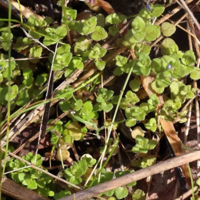 Veronica persica (Creeping Speedwell) at Caladenia Forest, O'Connor - 31 Aug 2023 by ConBoekel