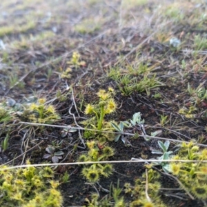 Drosera sp. at Paddys River, ACT - 5 Sep 2023