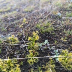 Drosera sp. at Paddys River, ACT - 5 Sep 2023