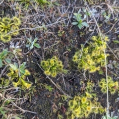 Drosera sp. at Paddys River, ACT - 5 Sep 2023