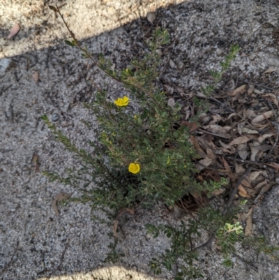 Hibbertia obtusifolia (Grey Guinea-flower) at Paddys River, ACT - 5 Sep 2023 by stofbrew