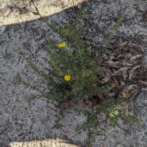 Hibbertia obtusifolia at Paddys River, ACT - 5 Sep 2023 03:01 PM