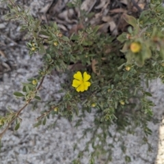 Hibbertia obtusifolia at Paddys River, ACT - 5 Sep 2023 03:01 PM